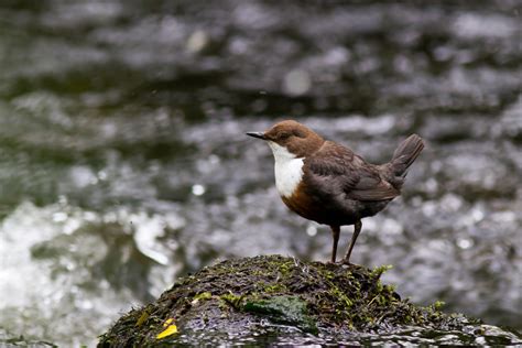 A Busy Weekend Ahead At Falls Of Clyde Scottish Wildlife Trust