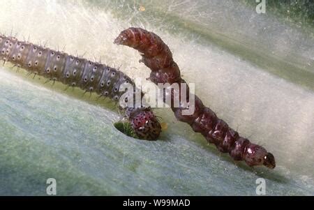 Diamondback Moth Larvae Stock Photo - Alamy