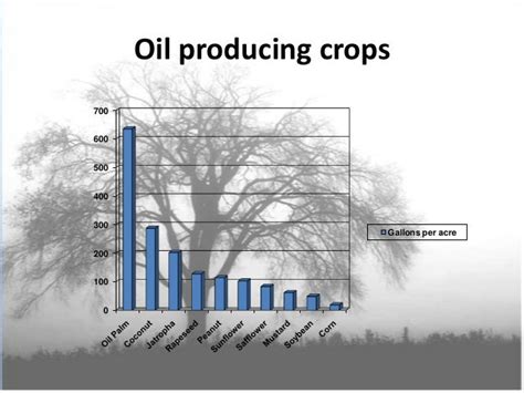 Production Of Biodiesel From Jatropha Plant