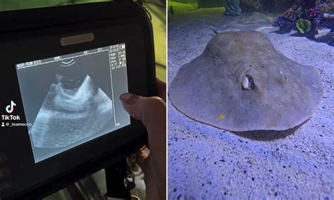 Stingray Giving Birth