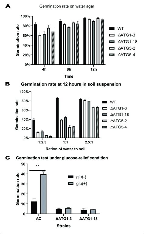 | Conidia germination rate of the wild-type and mutant strains ... 