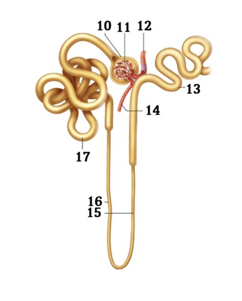 kidney nephron Diagram | Quizlet