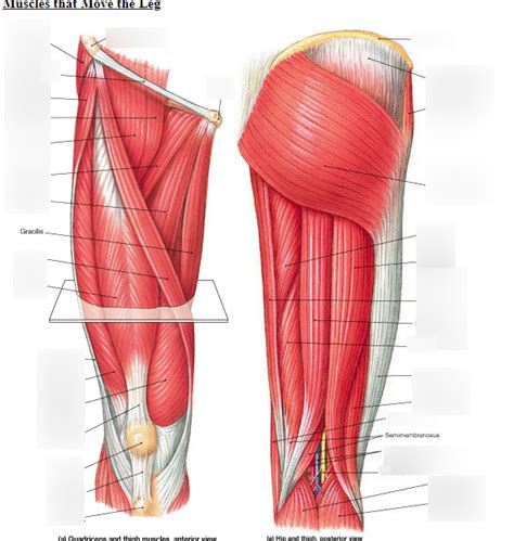 Lower Limb Muscles pt. 3 Diagram | Quizlet