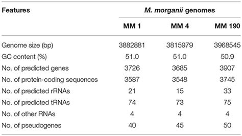 Frontiers Comparative Genome Analysis Of Uropathogenic Morganella