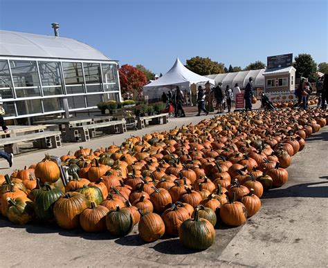 Get into the Spirit of Fall at the Pumpkin Farm | Dominican Star Newspaper