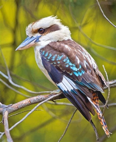 Laughing kookaburra Bird