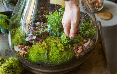 Ber Vorschl Ge Wie Sie Ein Terrarium Selber Bauen Archzine Net