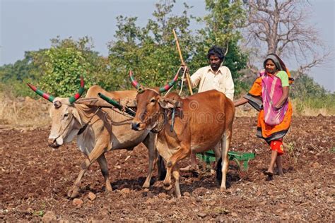 Rural India editorial stock image. Image of bullock, lady - 27934724