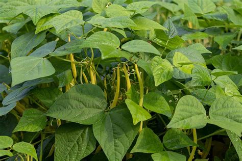 Tips For Growing Green Beans In Fall Gardener S Path