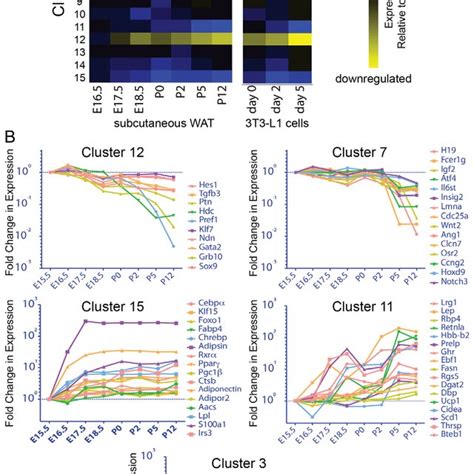 Gene Expression Analysis Of Developmental Adipogenesis In Vivo And