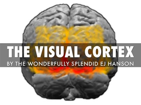 The Visual Cortex by EJ H