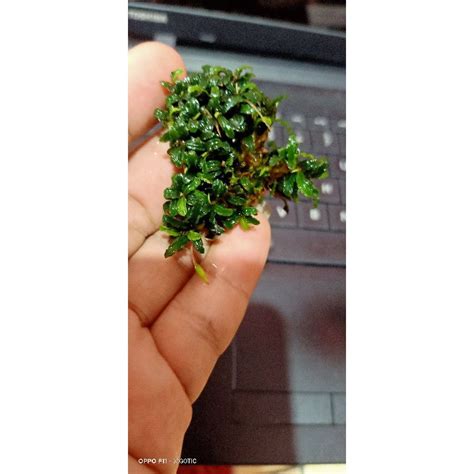 Jual BUCE SUPER MINI PER MIKA BUCE MICRO BUCEPHALANDRA AQUASCAPE