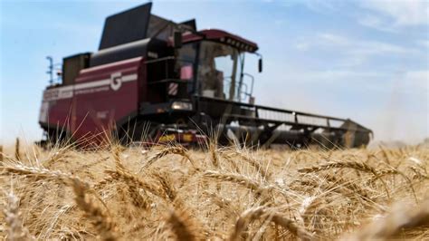 Hungr A Prorrogar La Prohibici N De Importar Cereales Ucranianos Si La