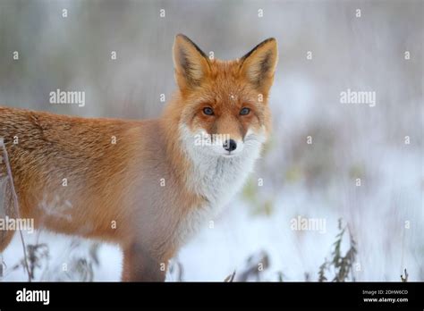 Red fox (Vulpes vulpes) in winter, Europe, Estonia Stock Photo - Alamy