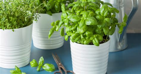 Maximize Your Indoor Herb Garden in Minimal Space | HappySprout