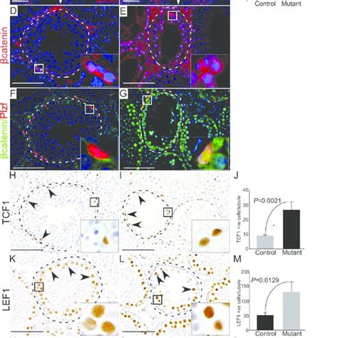 Thymidine Analogue Labelling Unveils Reduction In Cellular Turn Over In