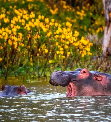 Lake Naivasha - Rovic Tours