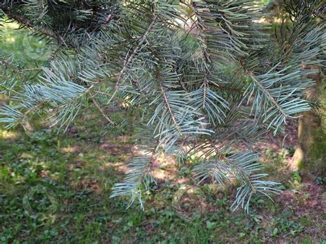 Abies Concolor White Fir Leaf Upper Surface Leaf Abies Concolor