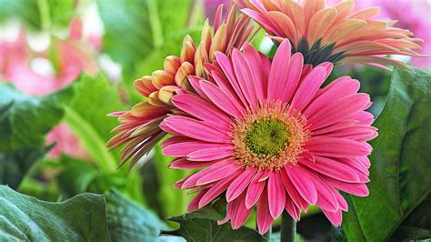 Images Gerberas Pink Color Flower Closeup X