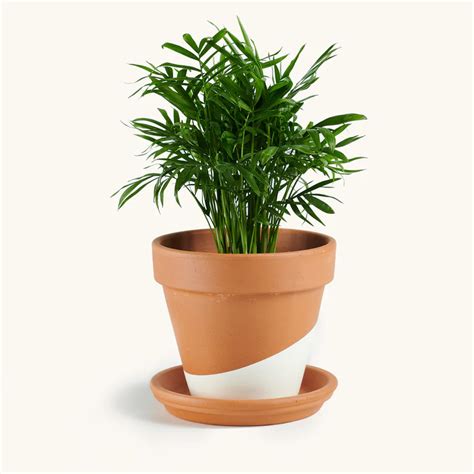 5 Best Indoor Palm Plants (Hint: Not Majesty Palm!) | Well+Good