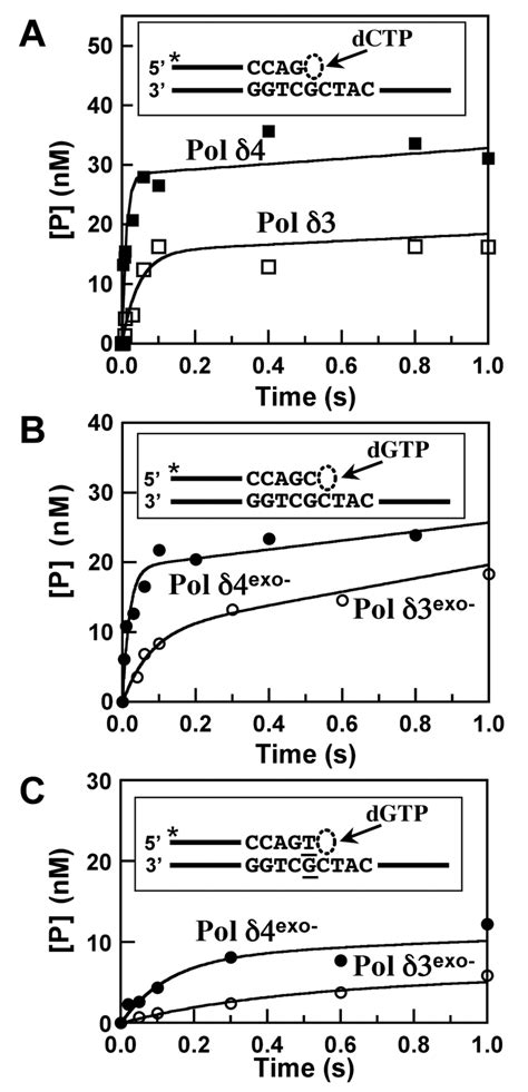 Pre Steady State Kinetics Of Dna Synthesis Catalyzed By Human Pol δ4