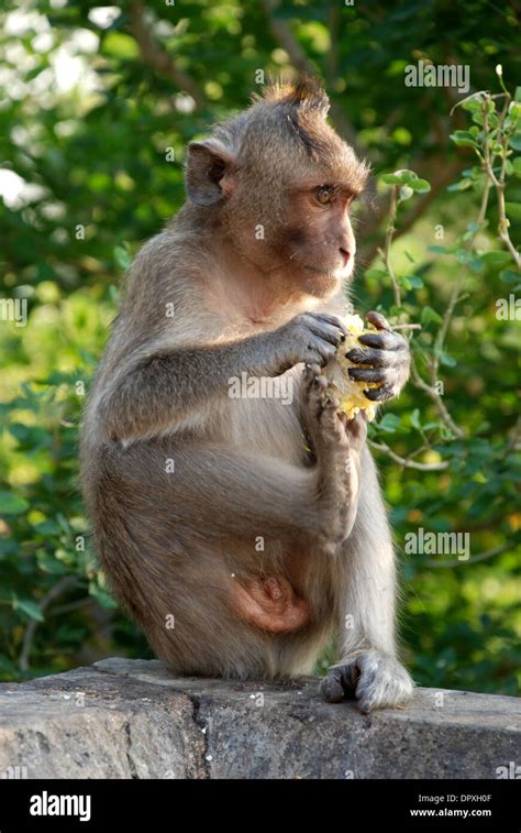 Macaques Thai Monkey Around The Temple Stock Photo Alamy