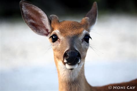 Key Deer | Noni Cay Photography