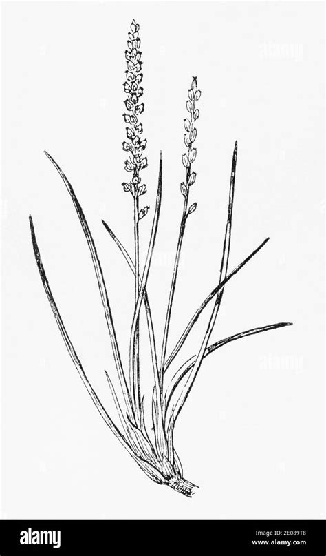 Old Botanical Illustration Engraving Of Seaside Arrowgrass Triglochin Maritima See Notes