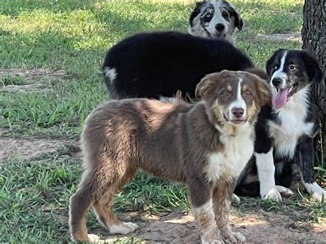 Hill Ranch Australian Shepherds Australian Shepherd Puppies For Sale