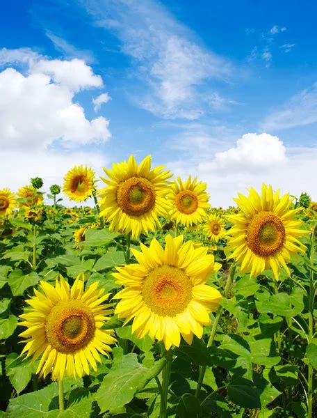 Campo di girasoli Stock Photos, Royalty Free Campo di girasoli Images | Depositphotos