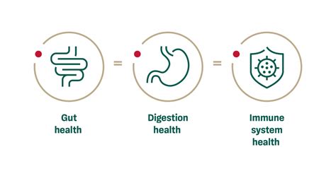 A Dynamic Duo Digestive System And Immune System