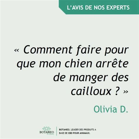 Comment faire pour que mon chien arrête de manger des cailloux Botaneo