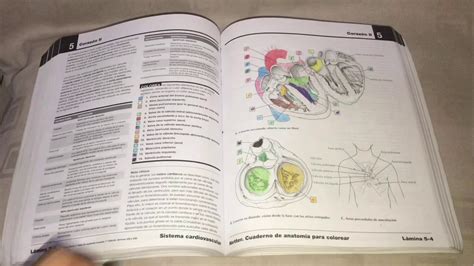 Andes Papa Tetraedro Cuaderno De Neurociencia Para Colorear Trastorno