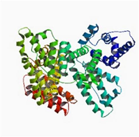 Albumin structure. Albumin is a polypeptide strand containing several... | Download Scientific ...