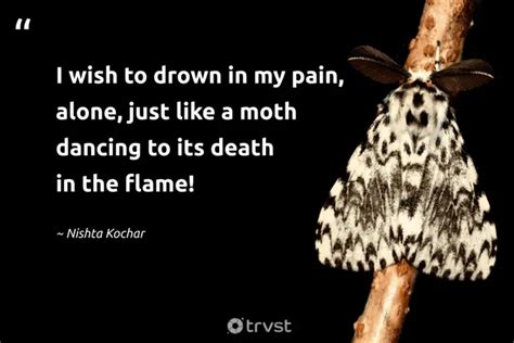 20 Fascinating Moth Quotes about the Nocturnal Insects