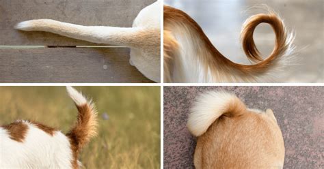 Tail Talk: A Tale of Dog Tail Types and Positions - Pet Scoop