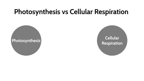 Cellular Respiration And Photosynthesis Venn Diagram