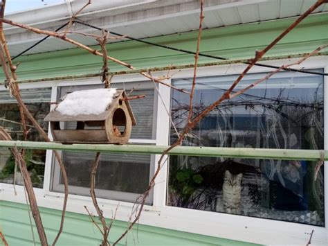 Астраханка решила подкормить птиц на своем участке. Вот что из этого вышло