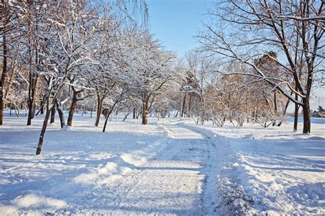 Premium Photo | Day in the snowy winter forest