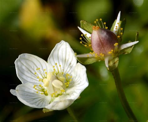 Arten - Sumpf-Herzblatt (Parnassia palustris L.)