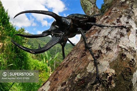 giant rhinoceros beetle chalcosoma caucasus, one of the world's largest ...