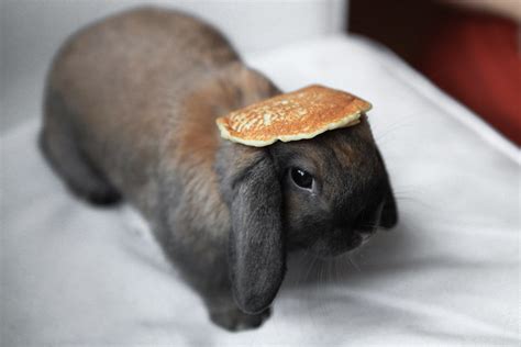 Yet Another Bunny With A Pancake On Its Head Flickr Photo Sharing