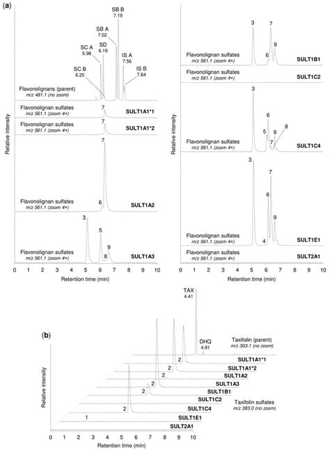 Sulfation Of Silymarin Mixture By Human Sulfotransferases Silymarin