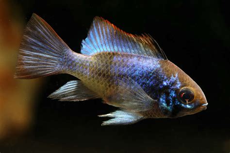 Dark Blue Ram Cichlid Mikrogeophagus Ramirezi Aquarium Webshop