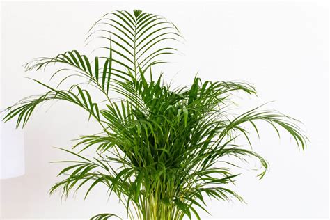 Areca Palm Temperature and Humidity Tolerances Indoors - Petal Republic