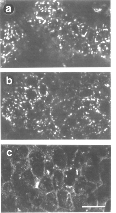 Figure From Generation Of Lipid Polarity In Intestinal Epithelial