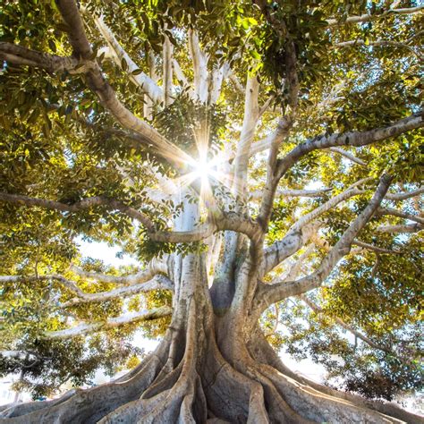 Fundação Parques e Jardins lança concurso digital Árvores do Rio