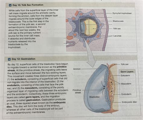 Wk 8: (4) Blasodisc and Gastrulation Diagram | Quizlet