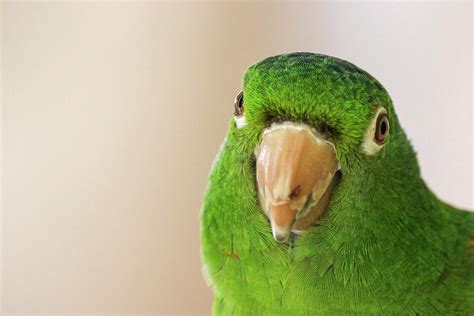 Green Parrot · Free Stock Photo