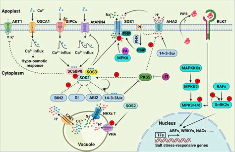 Frontiers Molecular Mechanisms Of Plant Responses To Salt Stress